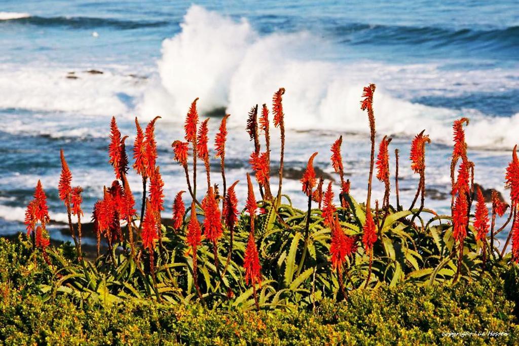 Belle Vue Guesthouse Hermanus Eksteriør billede